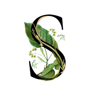 Silver Lime Blossom Media